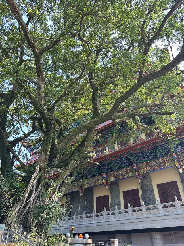 香港🇭🇰必去景點～天壇大佛