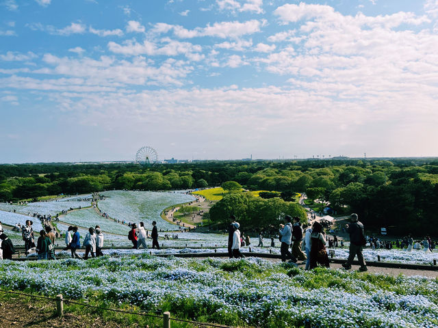 『 国営ひたち海浜公園 』