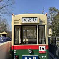 돈도코 숲