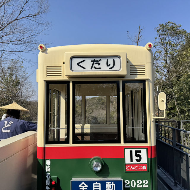돈도코 숲
