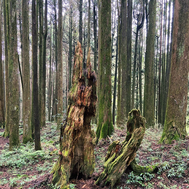 🌿阿里山姊妹潭｜靜謐如詩的山林秘境