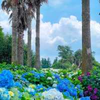 済州島の紫陽花、まるで夢のような景色…💠