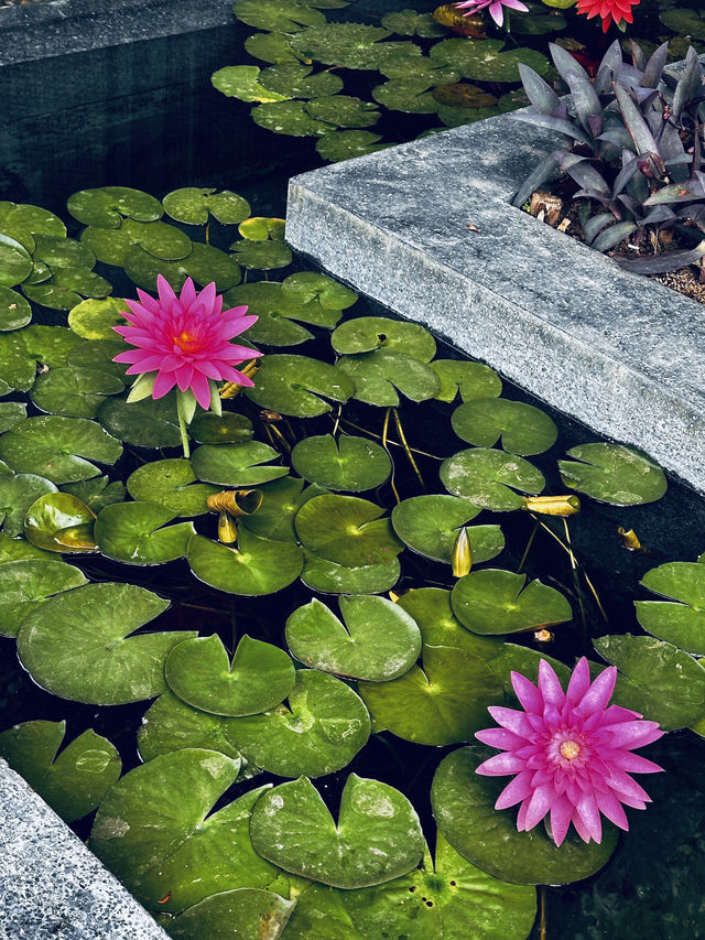 Most beautiful recommend restaurant in chiang mai city 