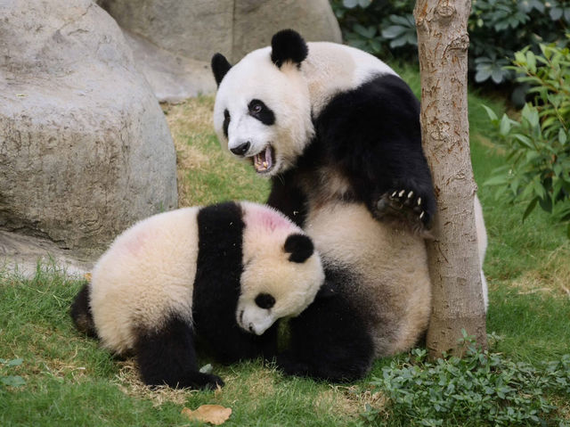 香港🇭🇰 海洋公園睇熊貓🐼