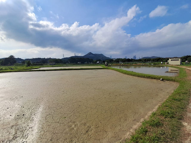 上水🇭🇰 秘景燕崗村後的塱原自然生態公園 😍