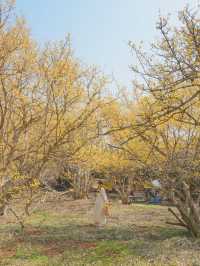  한적하게 만나기 좋은 가득 만개한 산수유 스팟🌼