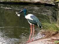 Healesville Sanctuary – VIC