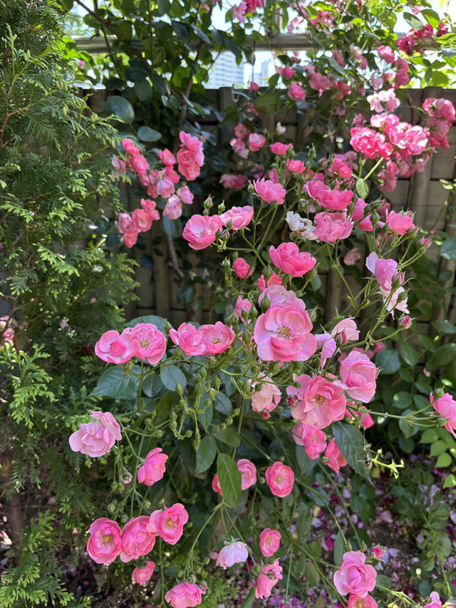 지금은 장미시즌🌹중장장미