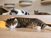 Mali Cat Cafe Bangsaen, Chonburi 