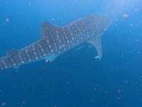 Ningaloo Reef – WA