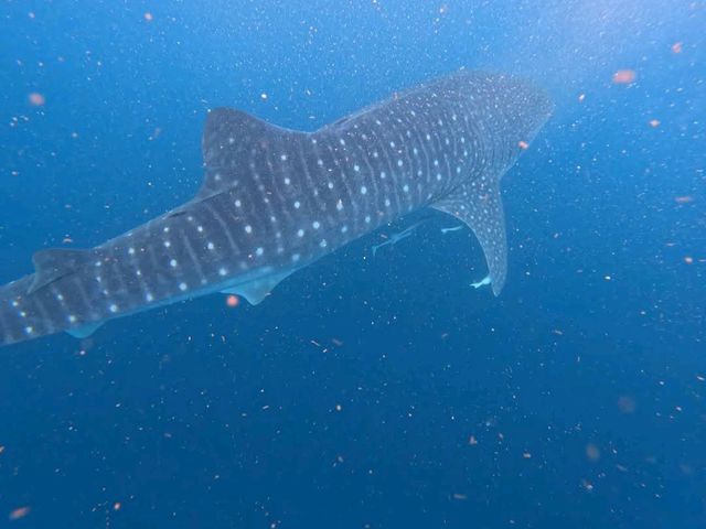 Ningaloo Reef – WA