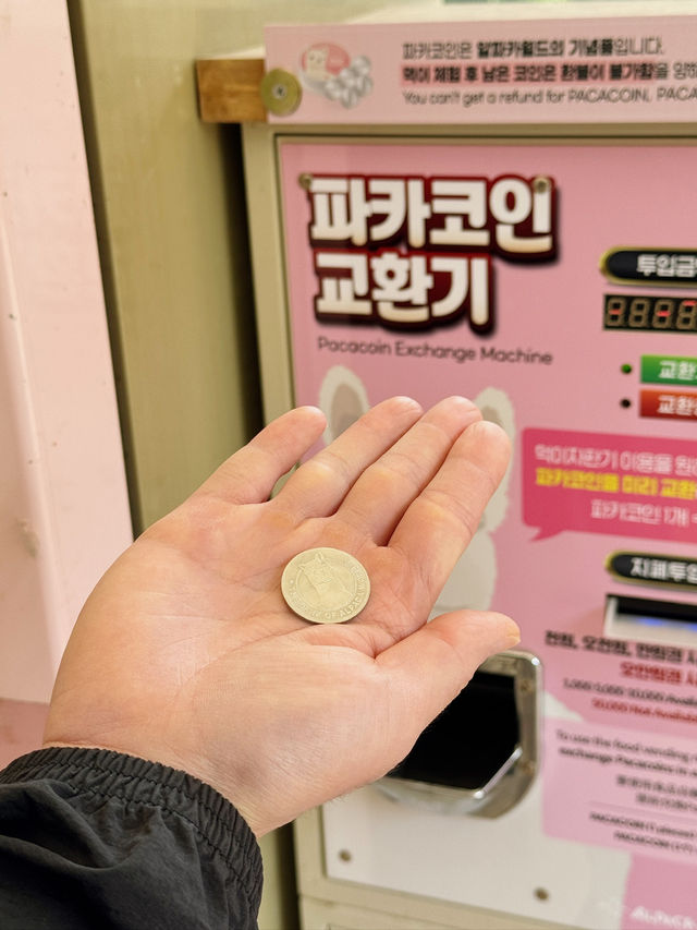🦙 숲속에서 알파카와 눈맞춤 