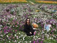 🌼 Huayu Ranch (花语牧场), Dali – A Flower Wonderland 