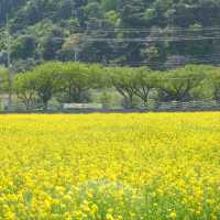Canola Flower Festival Fun in Samcheok, Gangwon-do