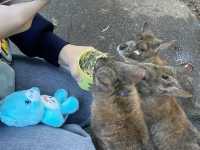 Featherdale Sydney Wildlife Park