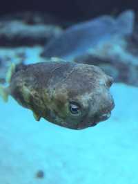 沖繩｜再遠都值得跑一趟 美麗海水族館的黑潮之美