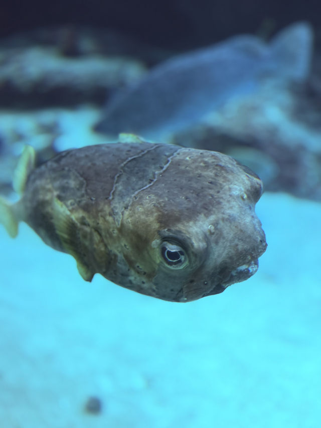 沖繩｜再遠都值得跑一趟 美麗海水族館的黑潮之美