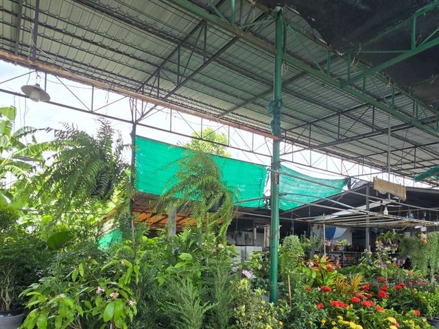 ตลาดต้นไม้สันติสุข สามโคก ปทุมธานี