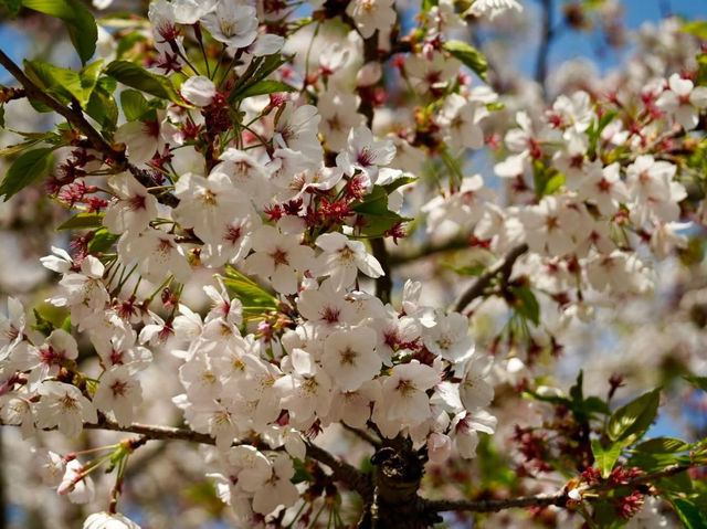 青島中山公園櫻花季