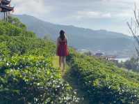 🌿☕ ชมวิวหมู่บ้านจีนยูนาน ที่ Leewinerukthai