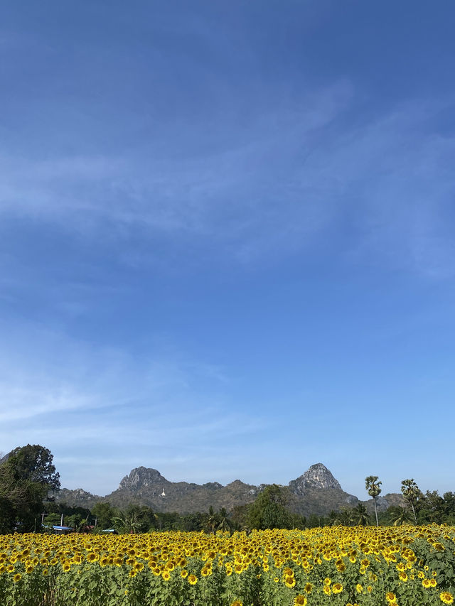 🌻✨ทุ่งทานตะวัน ใกล้กรุงเทพ‼️