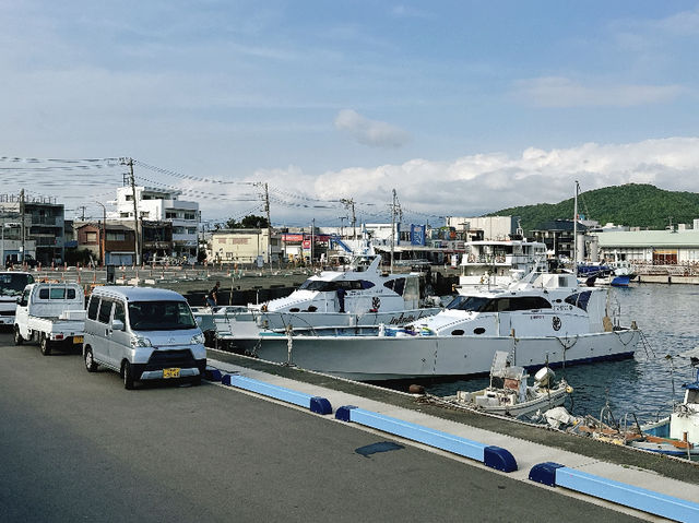 Numazu Port: Catching the Fish Market After Hours! 🐟☀️