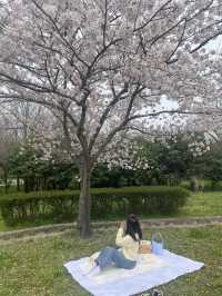 벚꽃 피크닉 🌸 부산 을숙도생태공원에서 여유로운 봄날 보내기