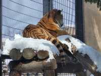 跟著企鵝走！北海道高人氣旭山動物園雪季巡禮