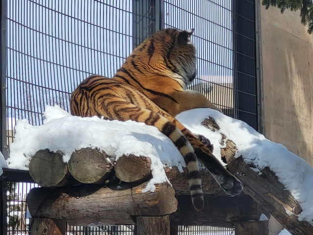 跟著企鵝走！北海道高人氣旭山動物園雪季巡禮