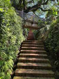 From Shadows to Skylight, Fort Canning’s Tree Tunnel Magic