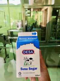 New Zealand Vibes in Sabah: A Highland Escape with Dairy Delights