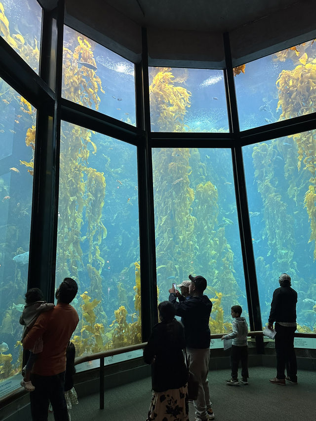 海底總動員取景靈感 | Monterey Bay Aquarium 蒙特雷灣水族館🐟