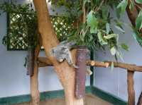 🐨 Featherdale Wildlife Park สวรรค์ของคนรักโคอาล่า