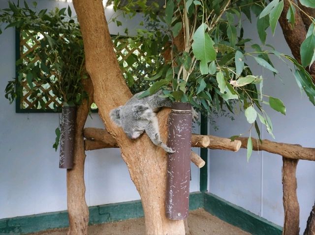 🐨 Featherdale Wildlife Park สวรรค์ของคนรักโคอาล่า