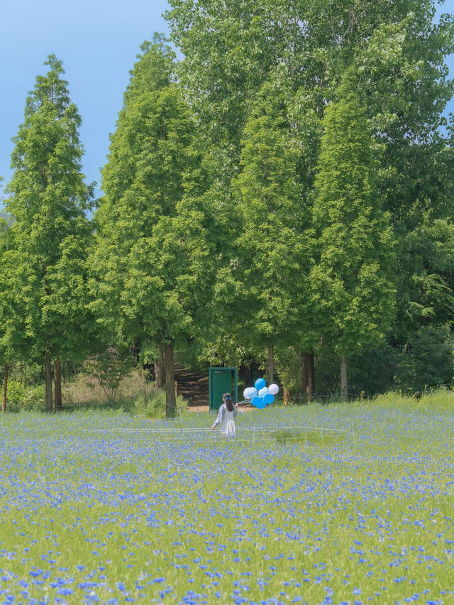 (실시간) 파란 물결 시작된 아그로랜드🌿💙
