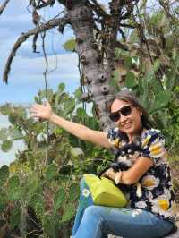 ชายหาด สวนสนประดิพัทธ์  หัวหิน