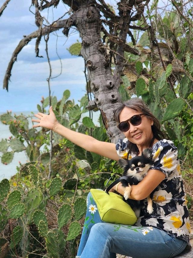 ชายหาด สวนสนประดิพัทธ์  หัวหิน