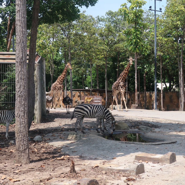 NIGHT SAFARI จ.เชียงใหม่