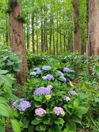 Quyuan Fenghe in Early Summer: A Hydrangea Wonderland