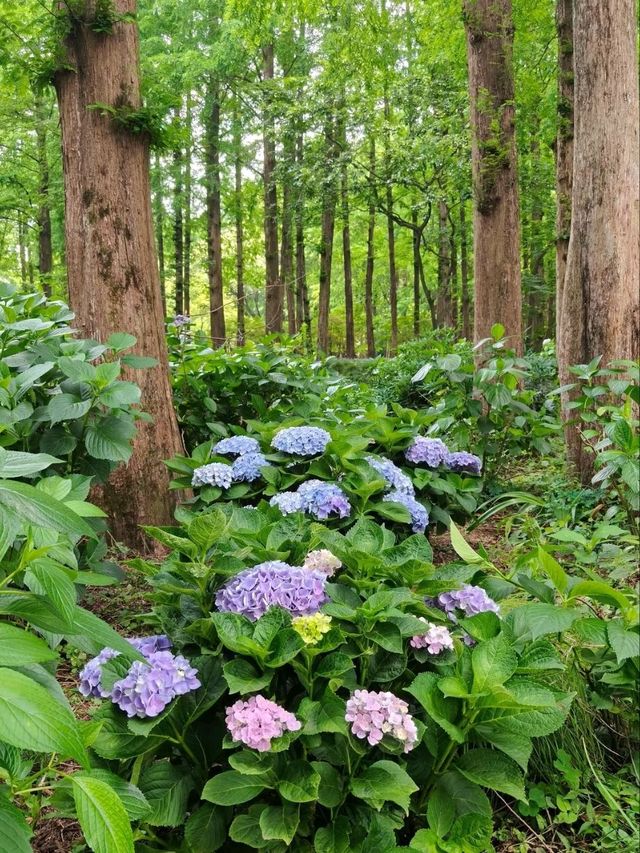 Quyuan Fenghe in Early Summer: A Hydrangea Wonderland