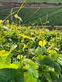 Quinta do Crasto, Douro Valley: Heritage, Hills, and Heavenly Wines 