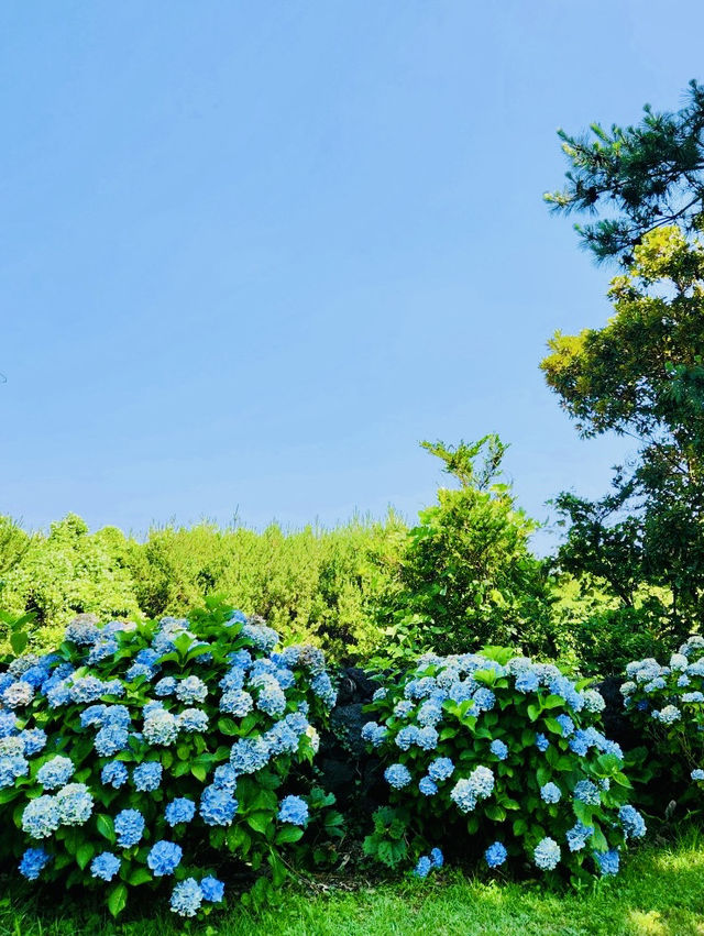 A Historic Site Where Jeju's Founding Legend Began, Adorned by Hydrangeas