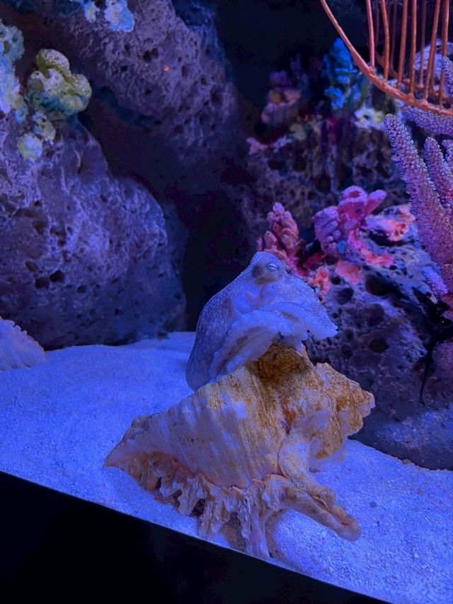 Sea Life Bangkok Ocean World จ.กรุงเทพฯ