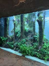 A Splash of Colour – Tropical Fish Time
