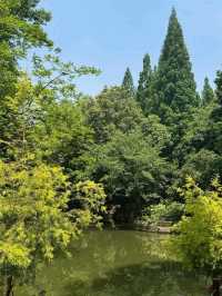 A Leisurely Day at Chengdu Renmin Park
