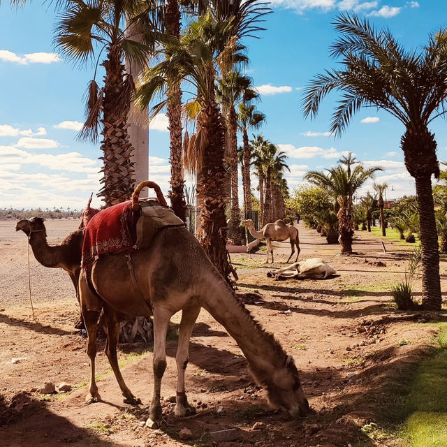 🌴✨ Solo Magic in the Ochre City: Marrakech – Where Ancient Alleys Meet Bohemian Chic 