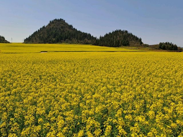 Luoping - Sea of Rapeseed Flowers in Yunnan. Luoping - Sea of Rapeseed Flowers in Yunnan.