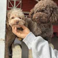 Exploring Mongo Land ĐlDa Lat – Fun, Photos, and a Touch of Mongolia