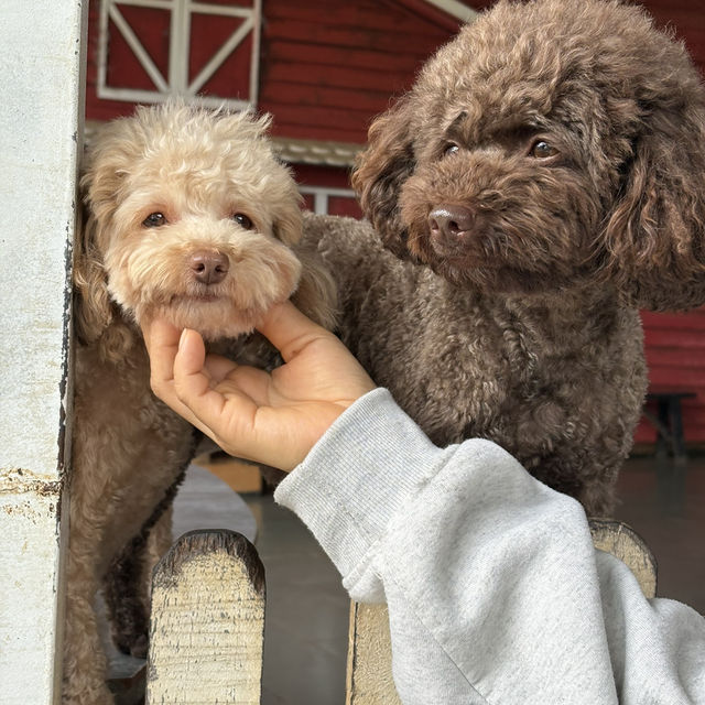 Exploring Mongo Land ĐlDa Lat – Fun, Photos, and a Touch of Mongolia