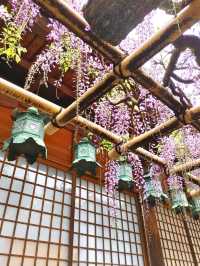 【奈良公園】砂ずりの藤　春日大社